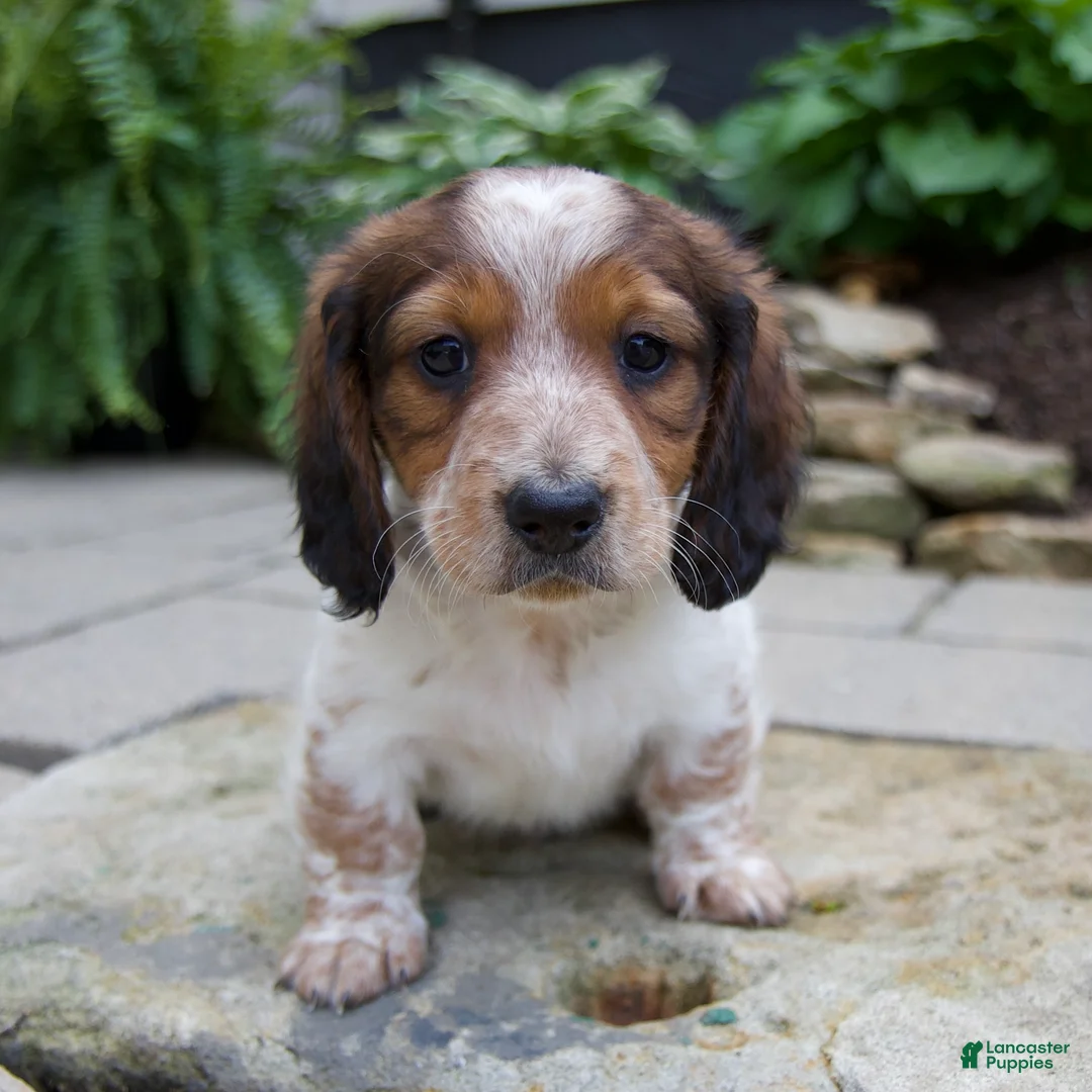 Miniature Dachshund dogs for sale: Gus - Ad 1
