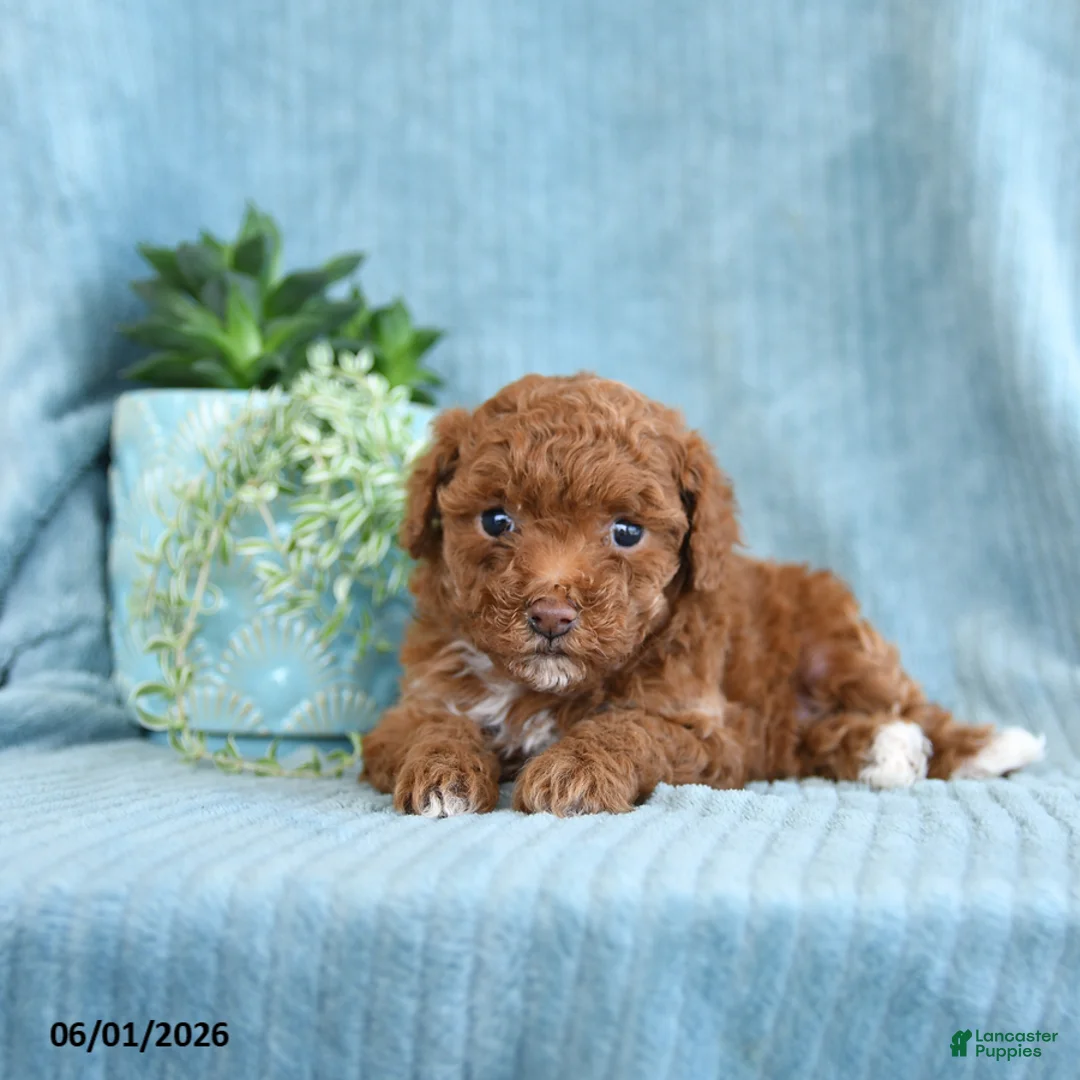 Toy Poodle dogs for sale: Ruby - Ad 2
