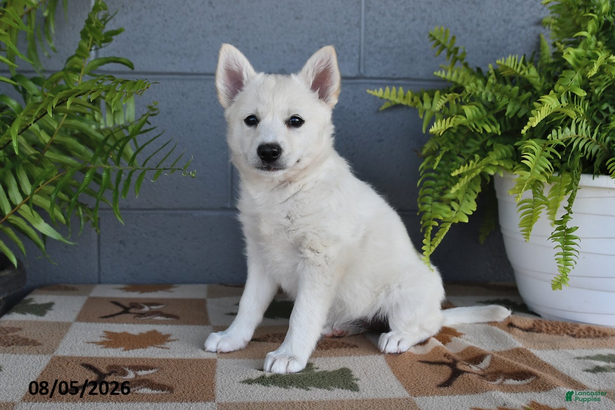 Mixed Breed dogs Pearl - Ad 1