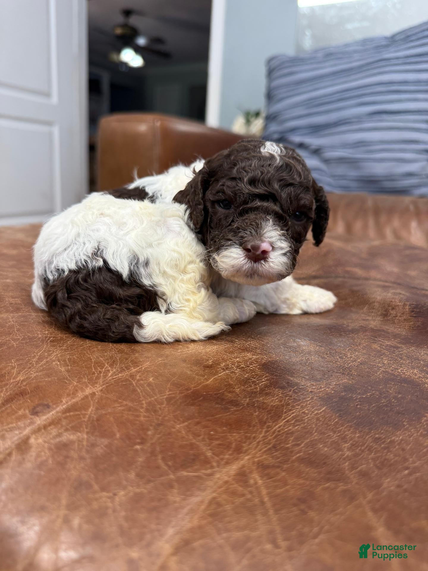 Lagotto Romagnolo (Lagotto Romagnolo, Male) in Muscle Shoals, AL