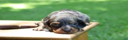Miniature Dachshund dogs for sale: Mini Dachshund: Max - Ad 8
