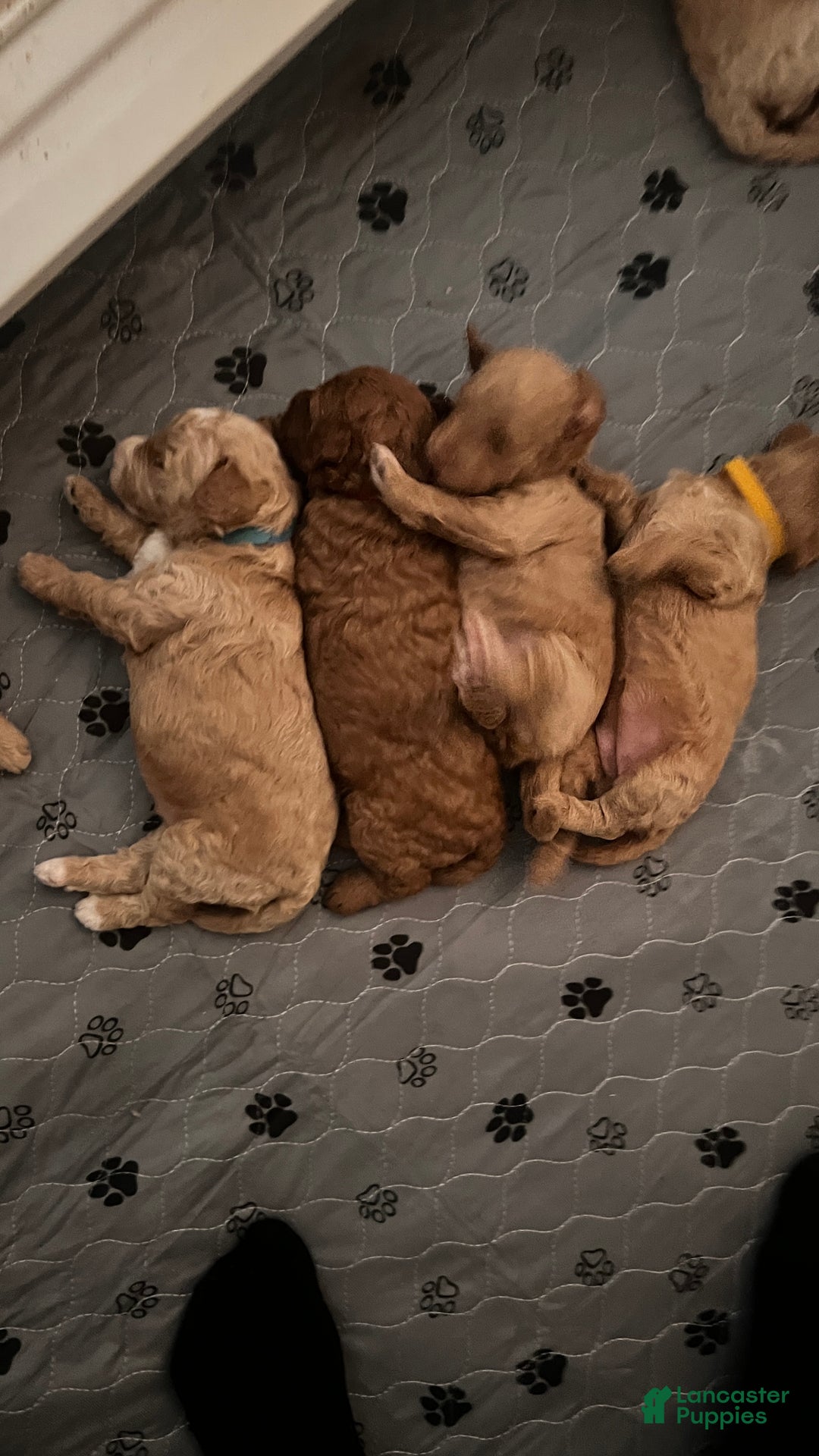 Goldendoodle dogs for sale: Bliss – Red Medium Goldendoodle (F) – Therapy Temperament Candidate - Ad 4