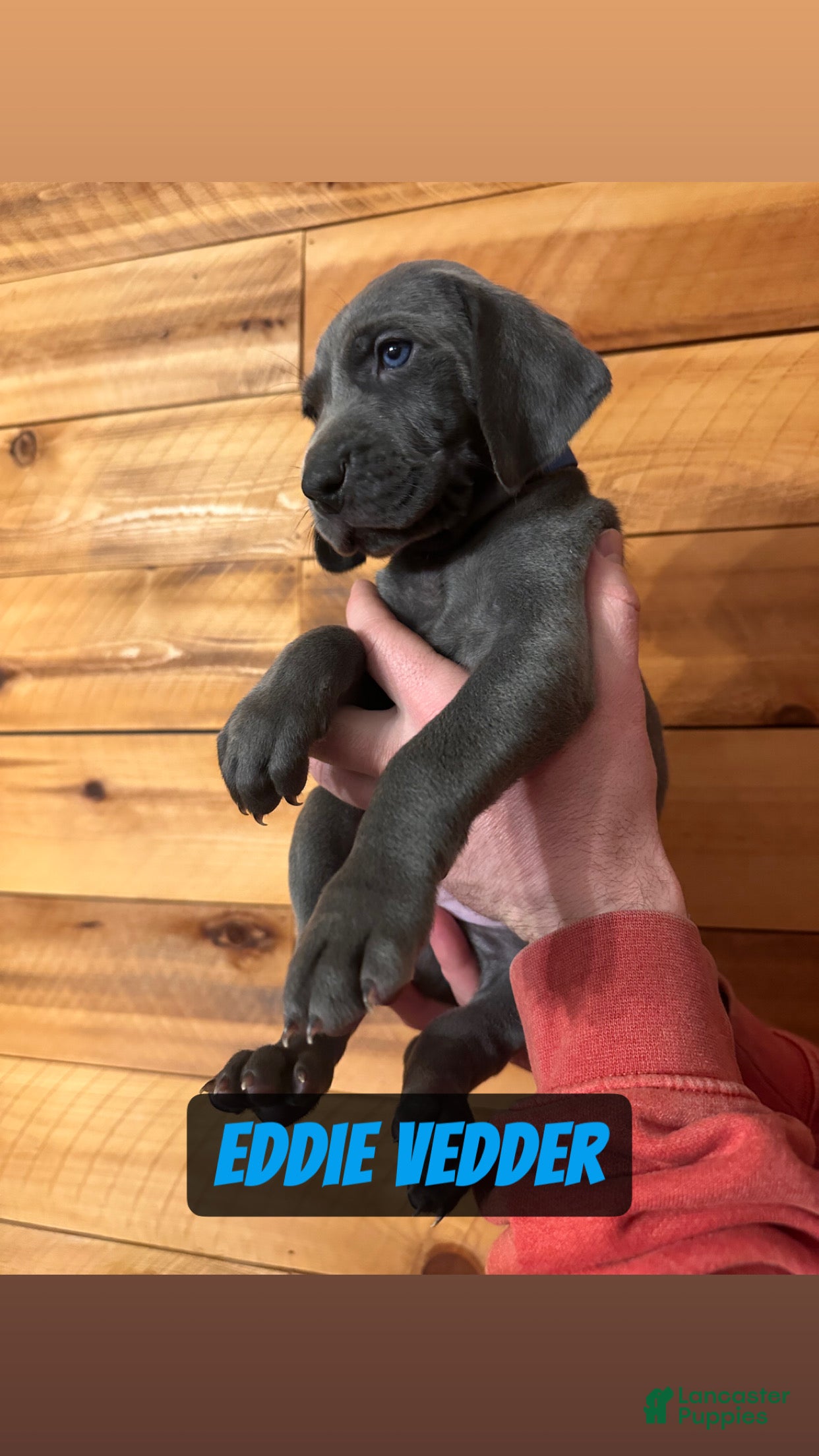 Weimaraner dogs Eddie Vedder - Ad 1
