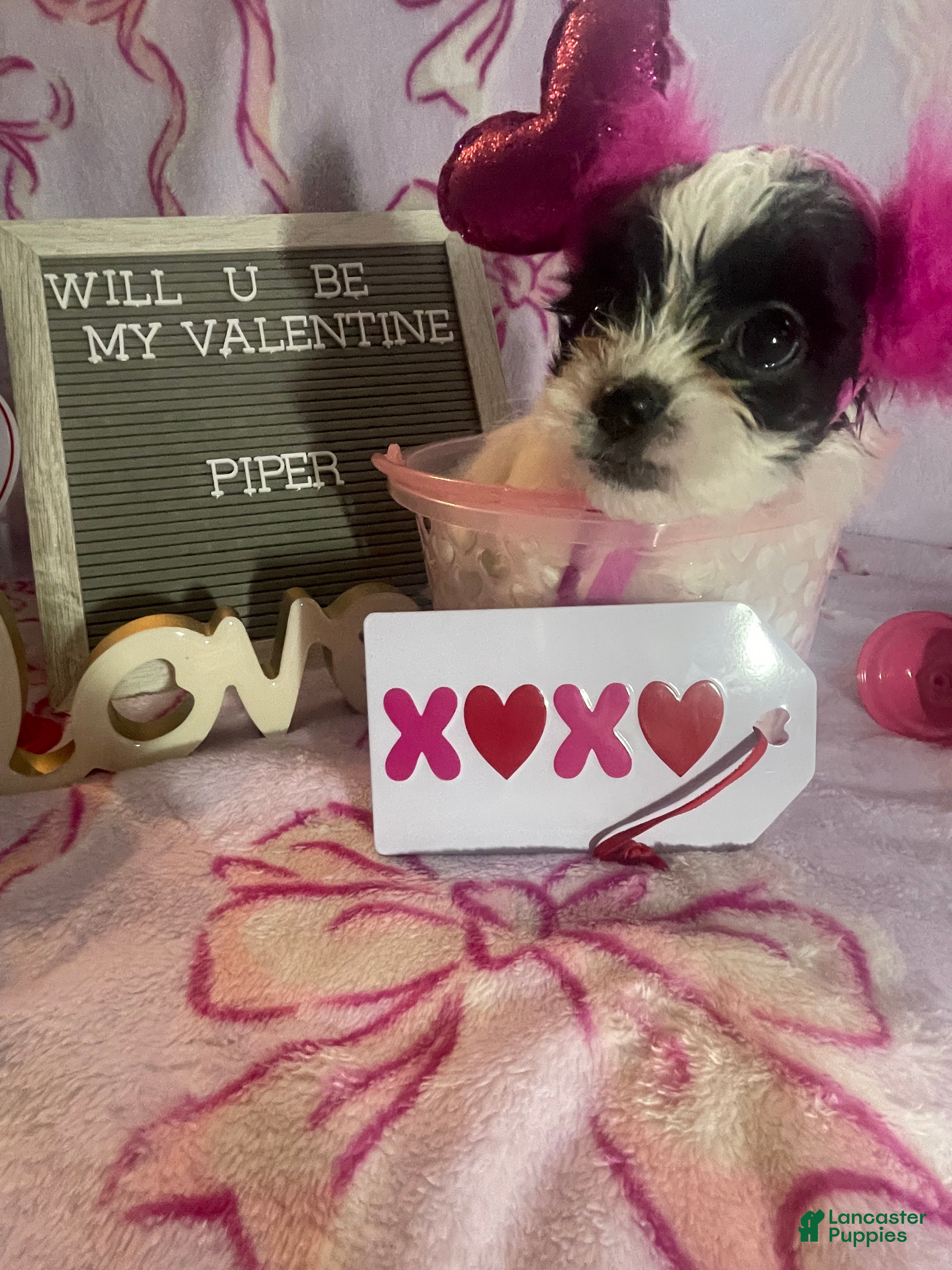 Mixed Breed dogs Piper - Ad 41