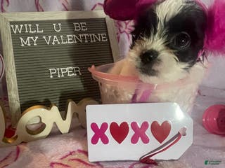 Mixed Breed dogs Piper - Ad 41