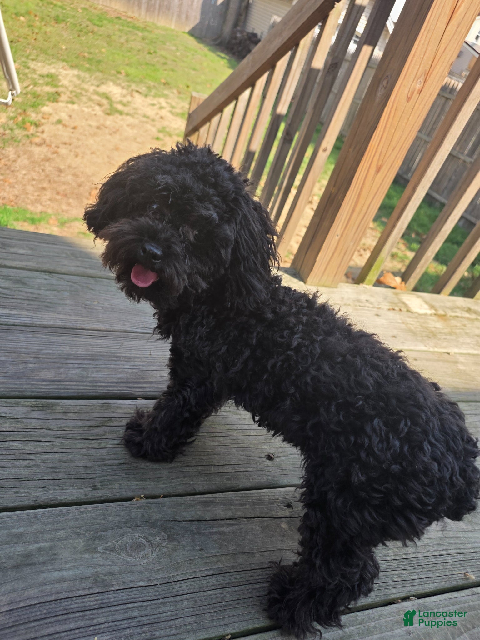 Toy Poodle dogs Teacup Poodle Puppy - Ad 6