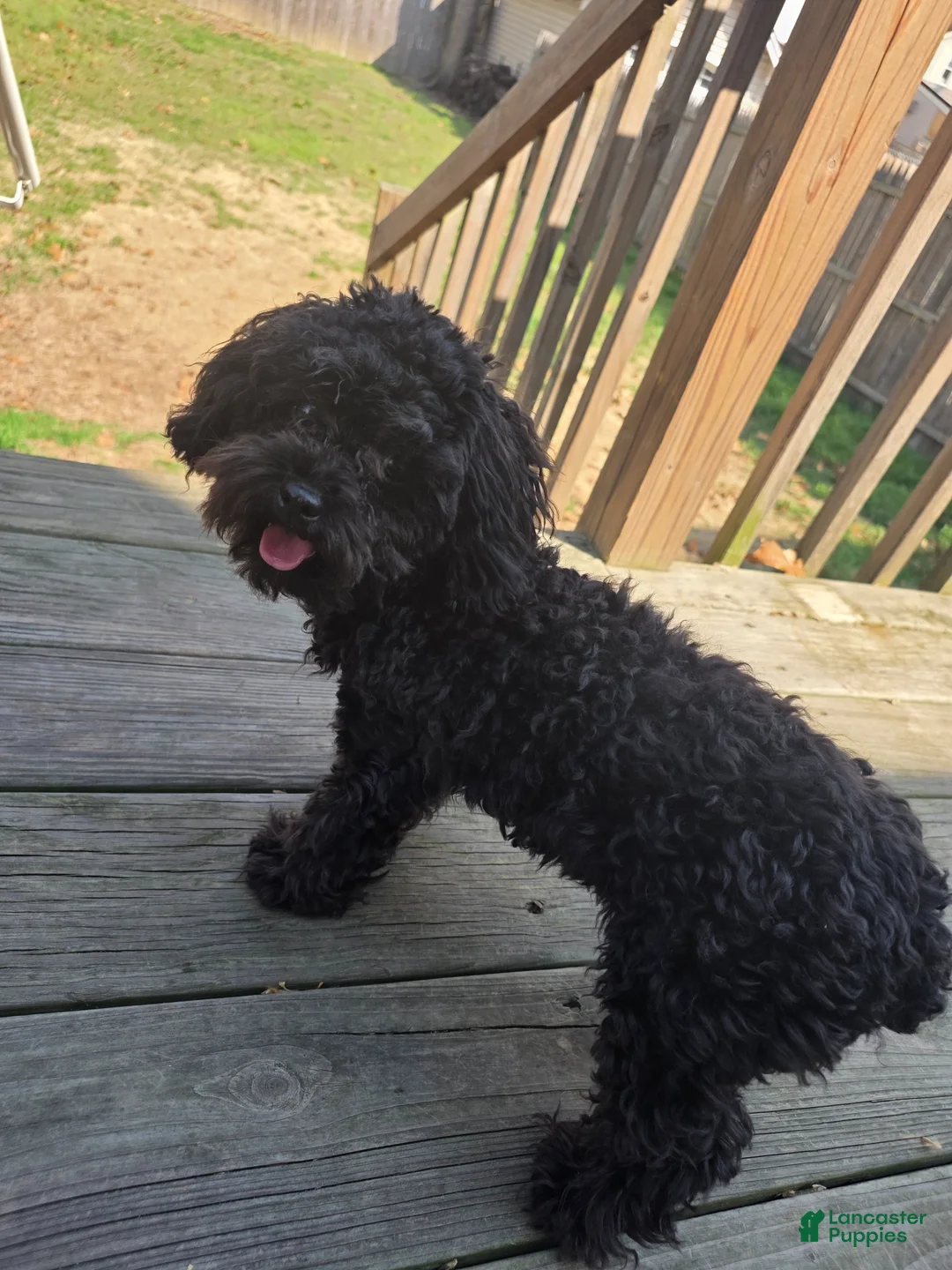 Toy Poodle dogs for sale: Teacup Poodle Puppy - Ad 1