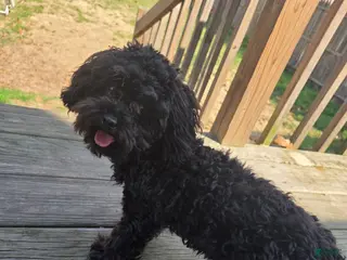 Toy Poodle dogs Teacup Poodle Puppy - Ad 6