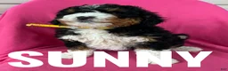 Mini Bernedoodle dogs for sale: SUNNY - Ad 4