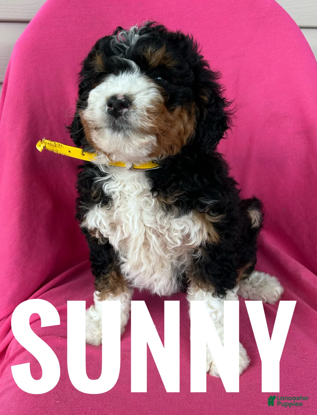 Mini Bernedoodle dogs for sale: SUNNY - Ad 4