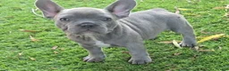 French Bulldog dogs for sale: Lilly - Ad 1