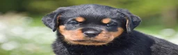 Rottweiler dogs for sale: Raven - Ad 4