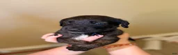 Mixed Breed dogs for sale: Ravioli - Ad 4