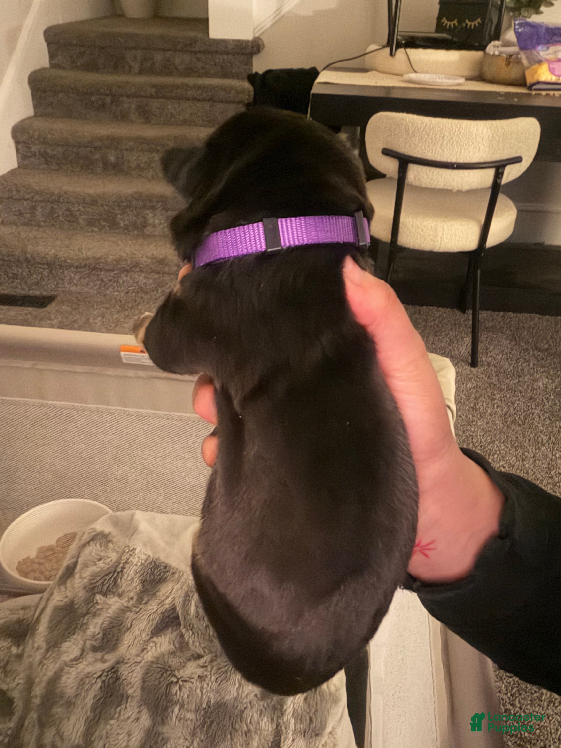 Mixed Breed dogs Athena - Ad 26