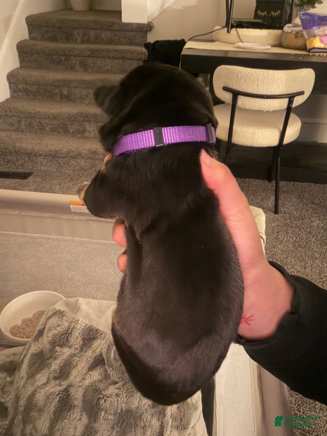 Mixed Breed dogs for sale: Athena - Ad 1