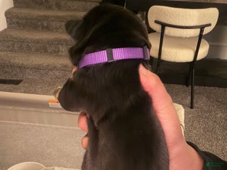 Mixed Breed dogs Athena - Ad 26