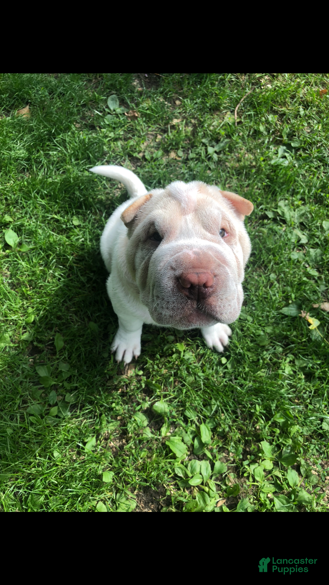 Shar Pei dogs Shar Pei Puppy 9 pending  - Ad 32