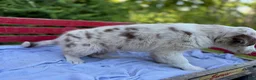 Australian Shepherd dogs for sale: Celia - Ad 1