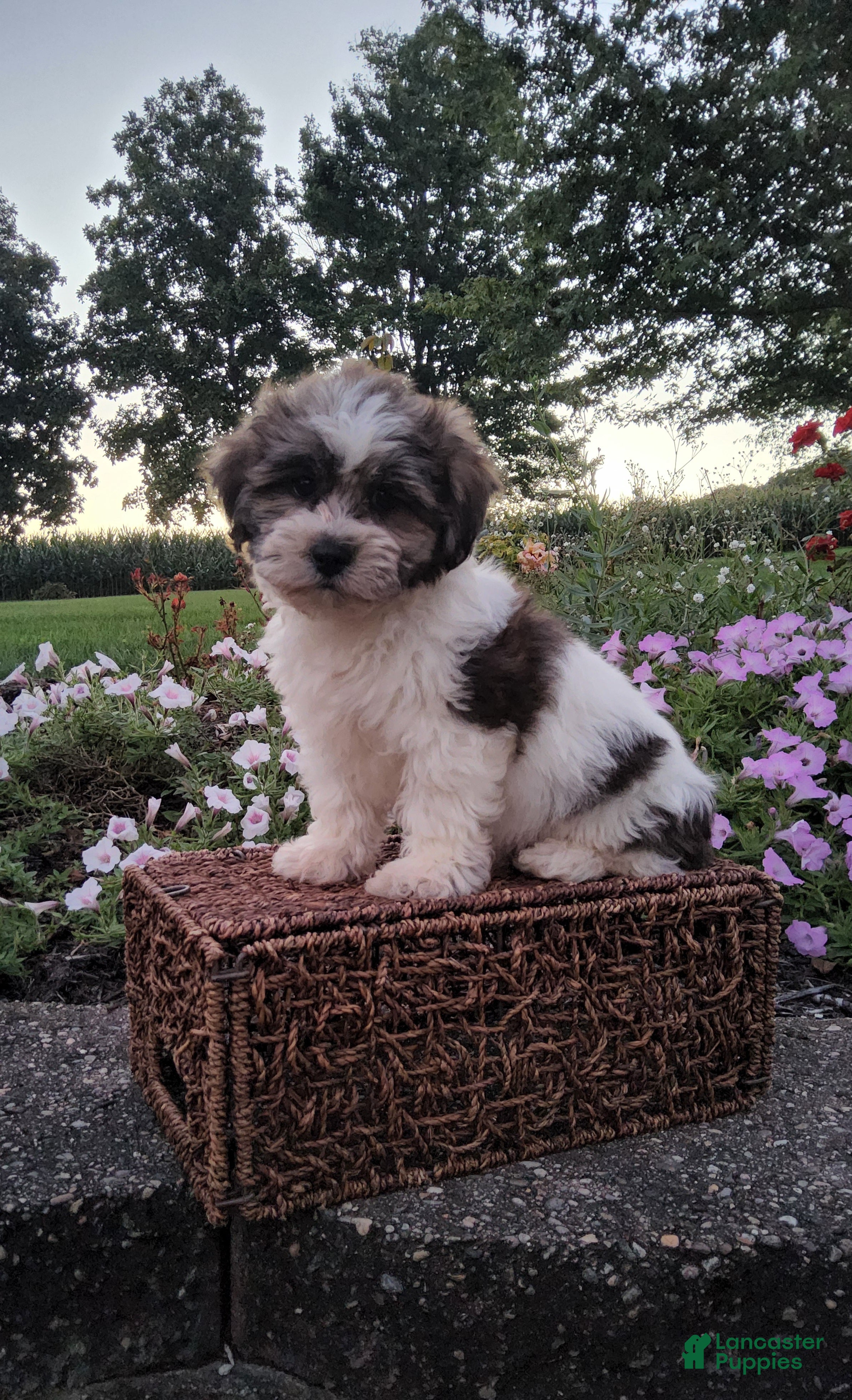Teddy Bear dogs Dewey - Ad 1