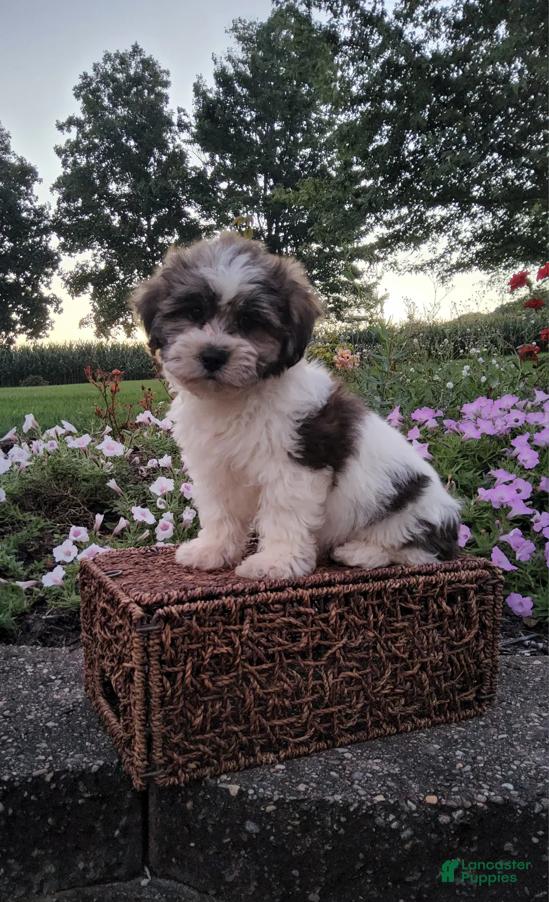 Teddy Bear dogs for sale: Dewey - Ad 1