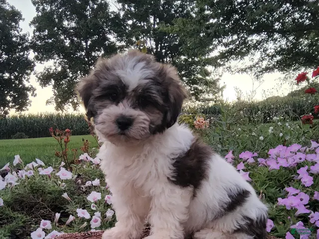 Teddy Bear dogs for sale: Dewey - Ad 1