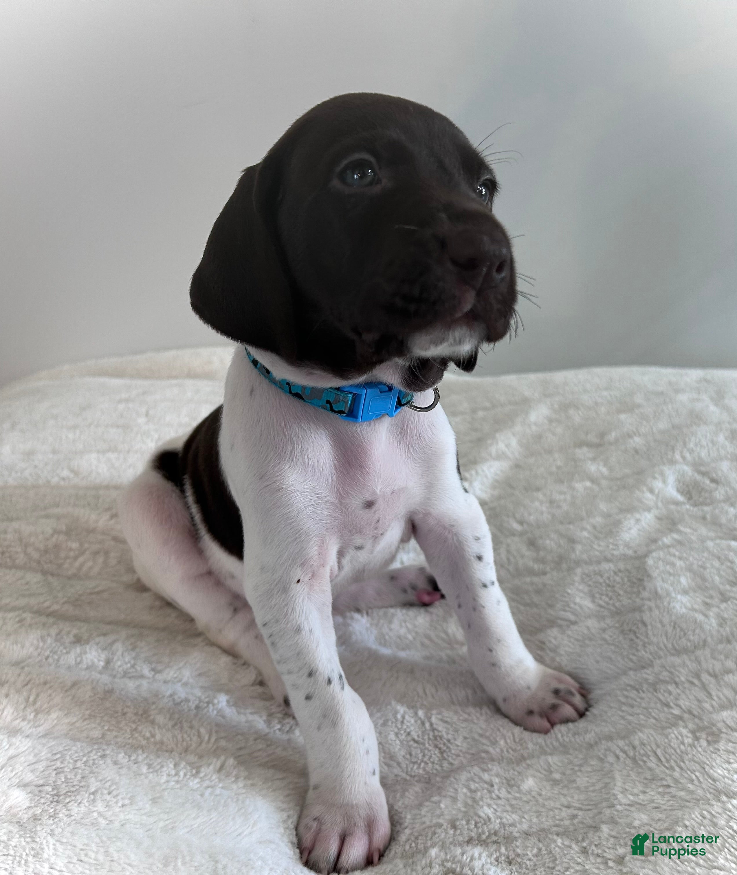 German Shorthaired Pointer dogs Noble - Ad 34
