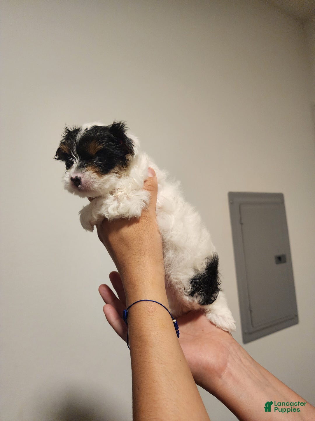 Yorkshire Terrier dogs for sale: Yorkshire Terrier Puppy 2 - Ad 2