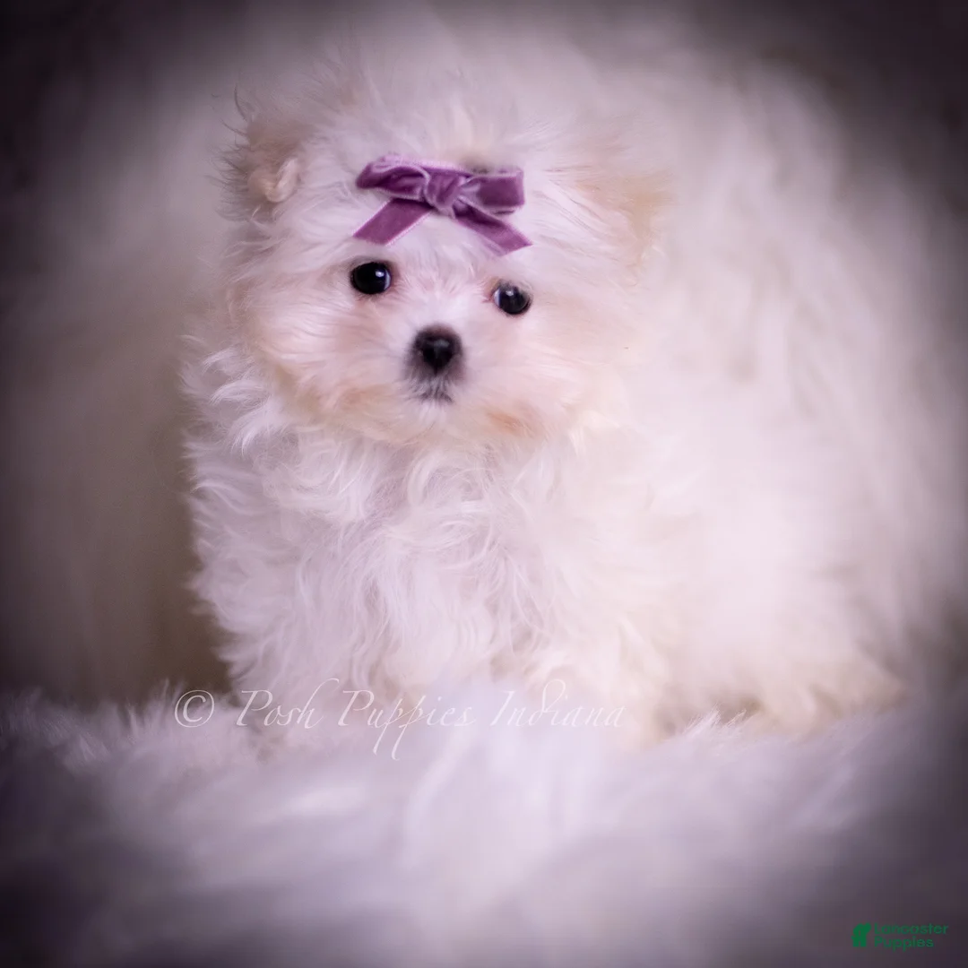 Maltese dogs for sale: Sheba - Ad 2