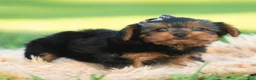 Yorkshire Terrier dogs for sale: Rowan - Ad 4