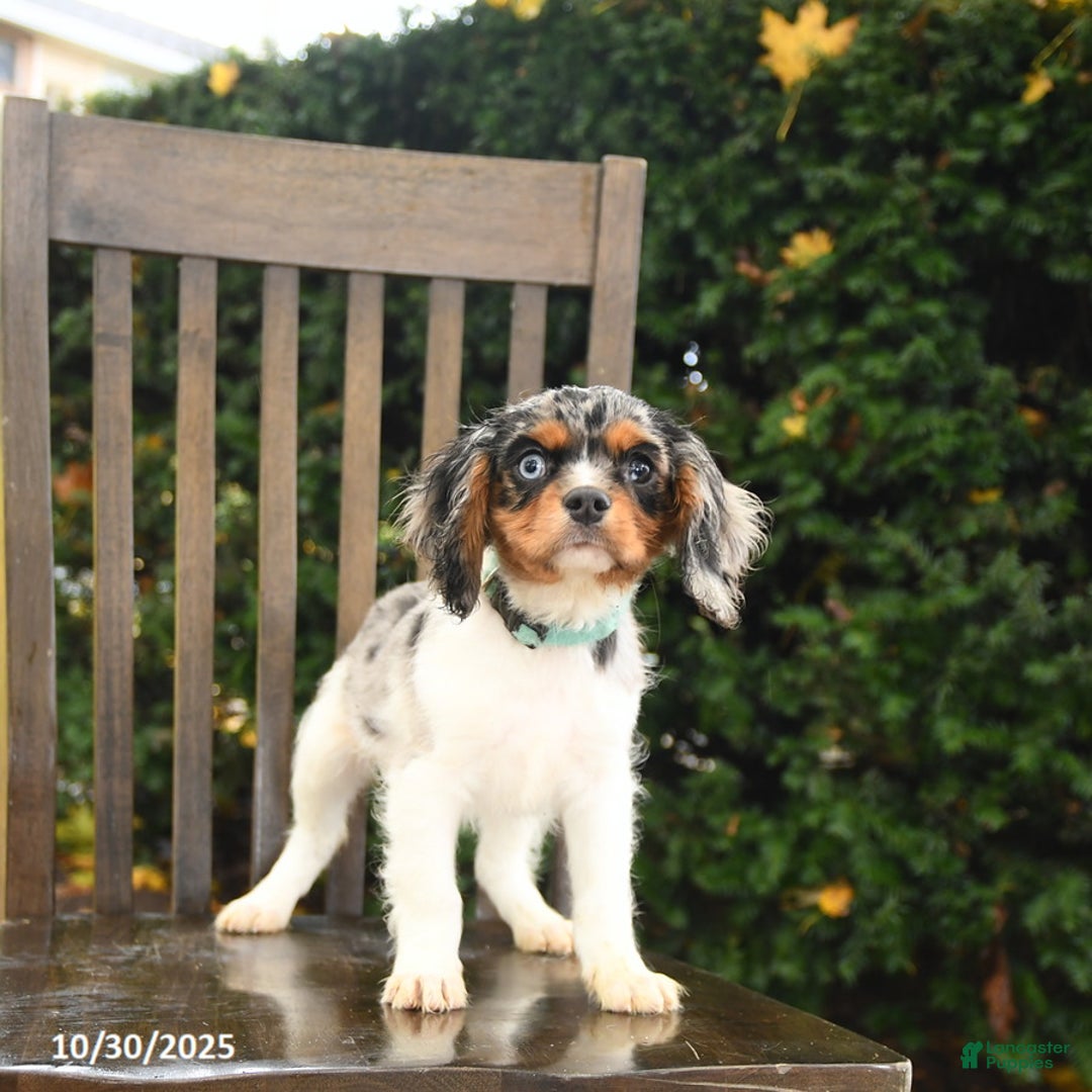 Cavalier King Charles Spaniel dogs for sale: Slate - Ad 6