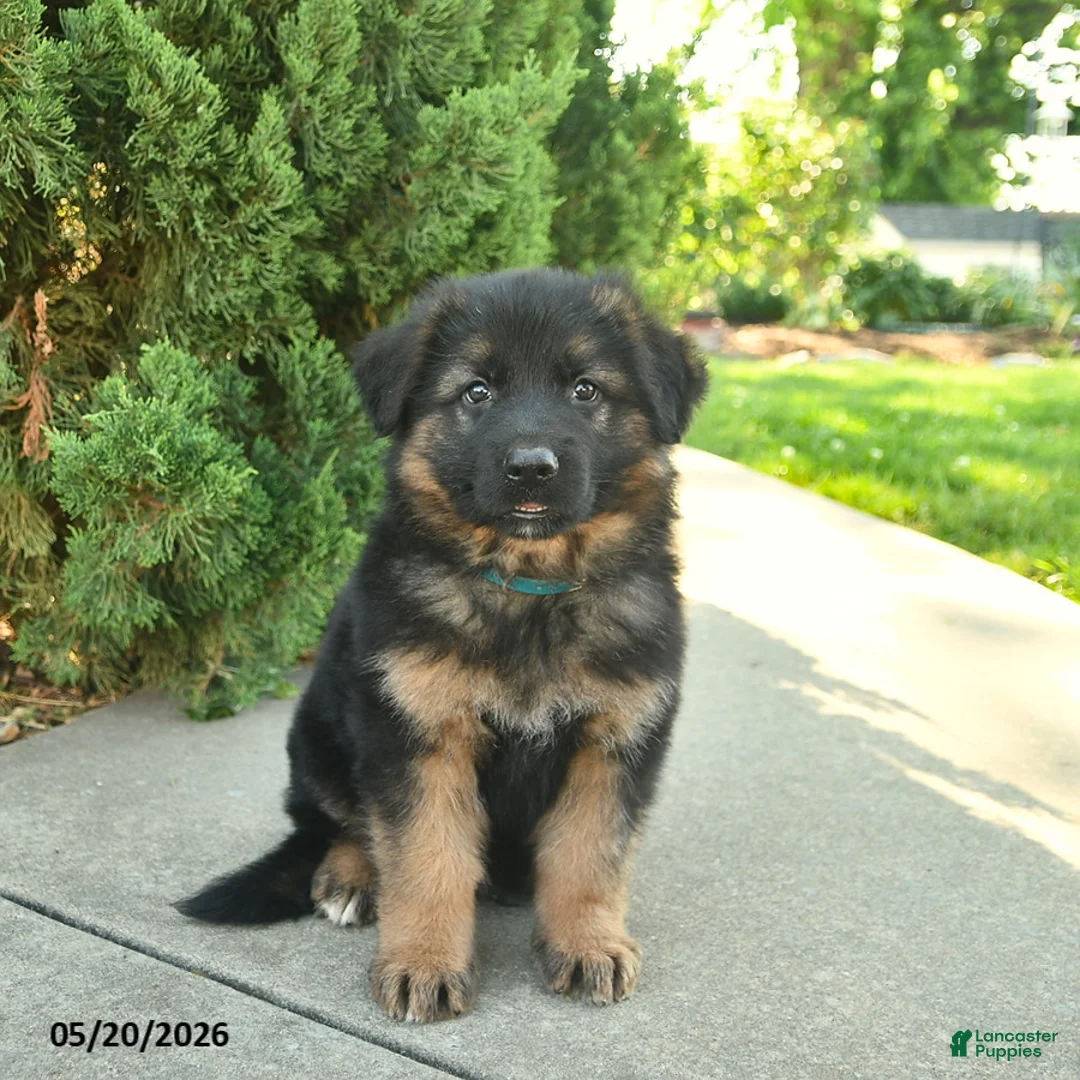 Mixed Breed dogs for sale: Rocky  - Ad 1