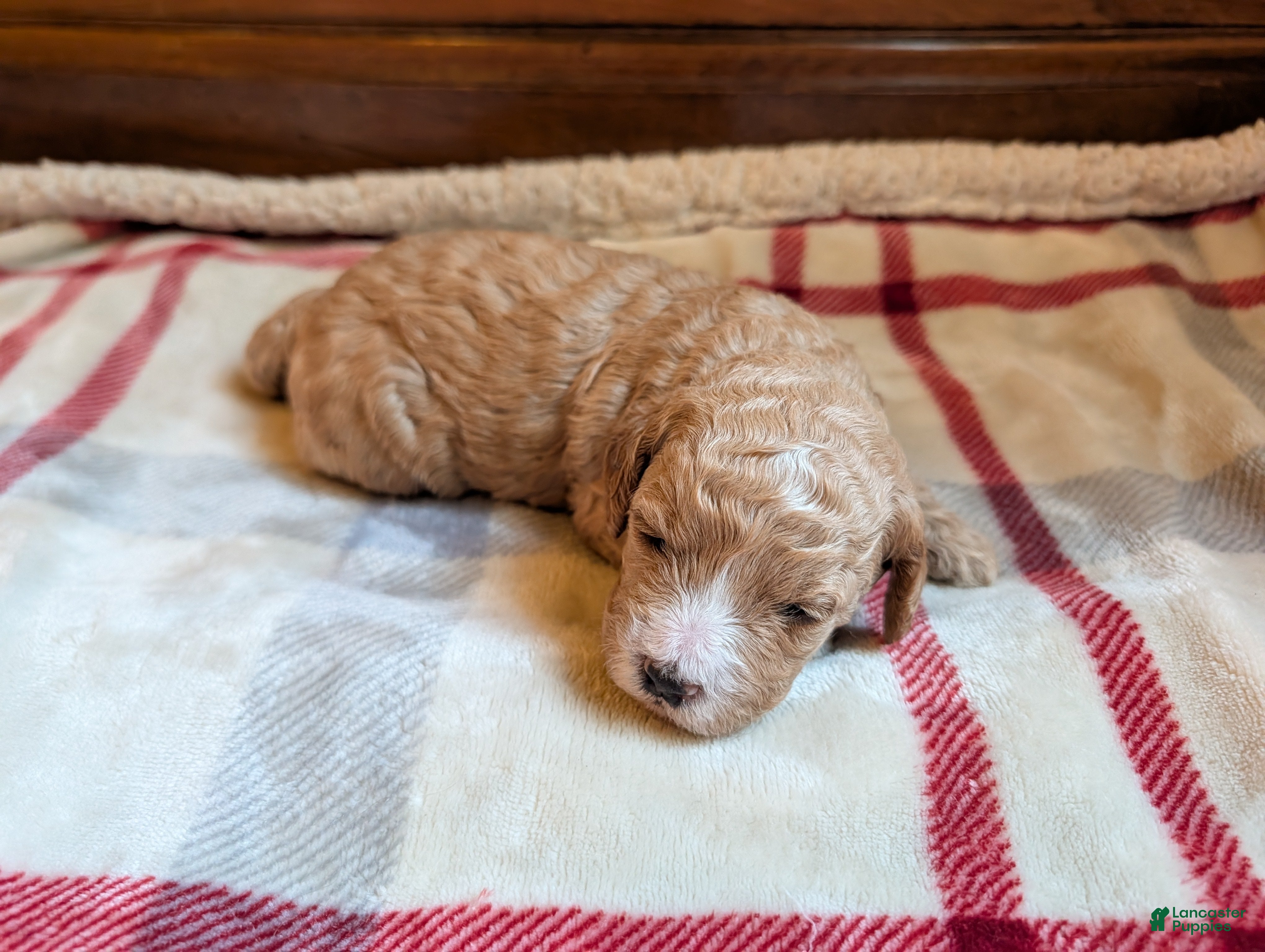 Mini Goldendoodle dogs Sadie - Ad 1