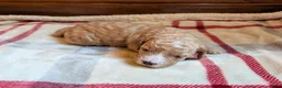 Mini Goldendoodle dogs for sale: Sadie - Ad 1