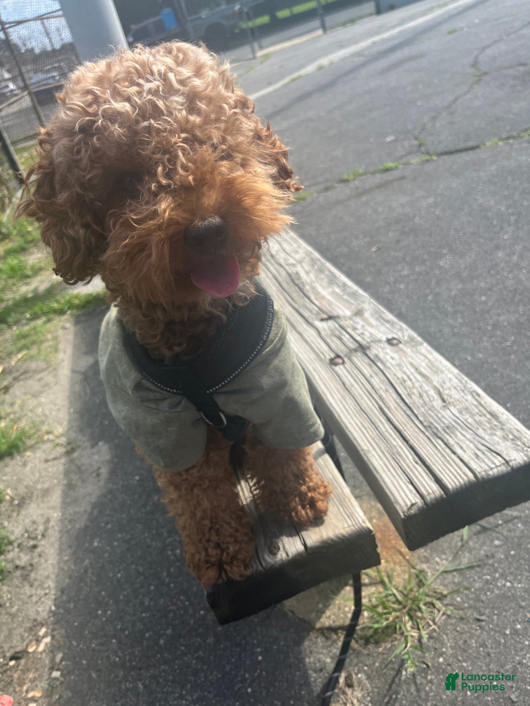 Mini Goldendoodle dogs for sale: Mini Goldendoodle Puppy 1 - Ad 9