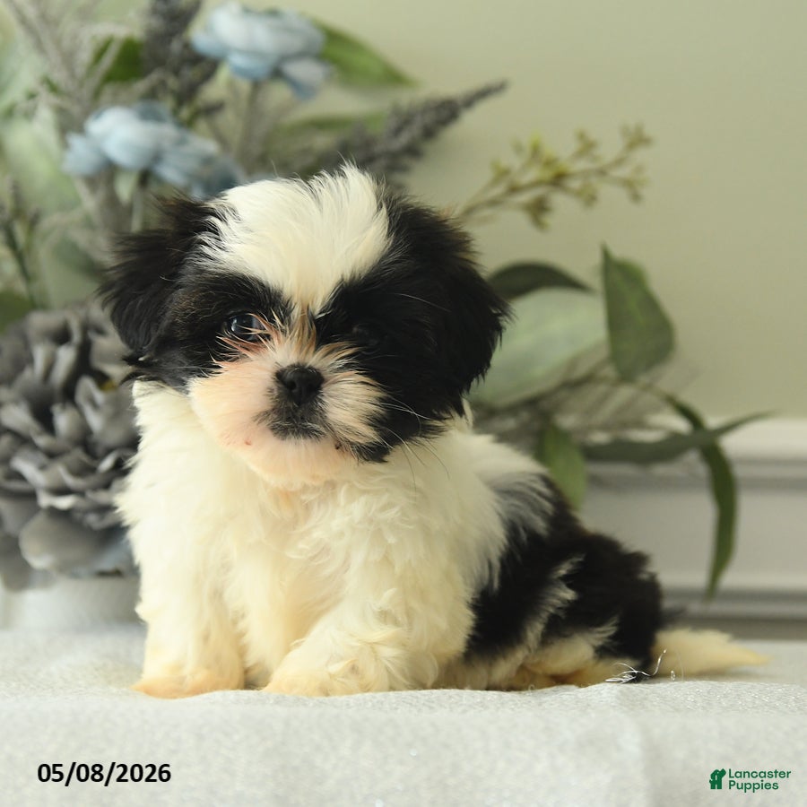 Shih Tzu dogs Hetty - Ad 1