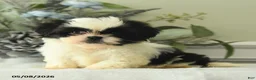 Shih Tzu dogs for sale: Hetty - Ad 1