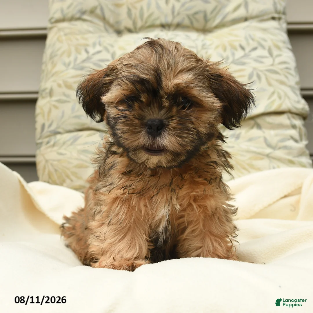 Shih Tzu dogs for sale: Harrison - Ad 1