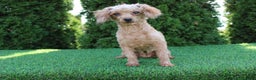 Toy Poodle dogs for sale: Annie - Ad 7