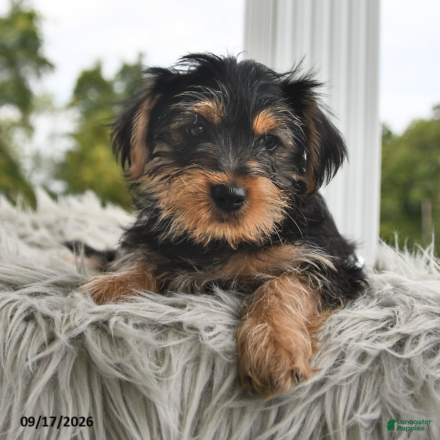 Morkie dogs for sale: Pumpkin - Ad 3