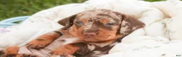 Miniature Dachshund dogs for sale: Cassidy Miniature Dachshund  - Ad 10