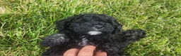 Mini Goldendoodle dogs for sale: Kelsey  - Ad 2