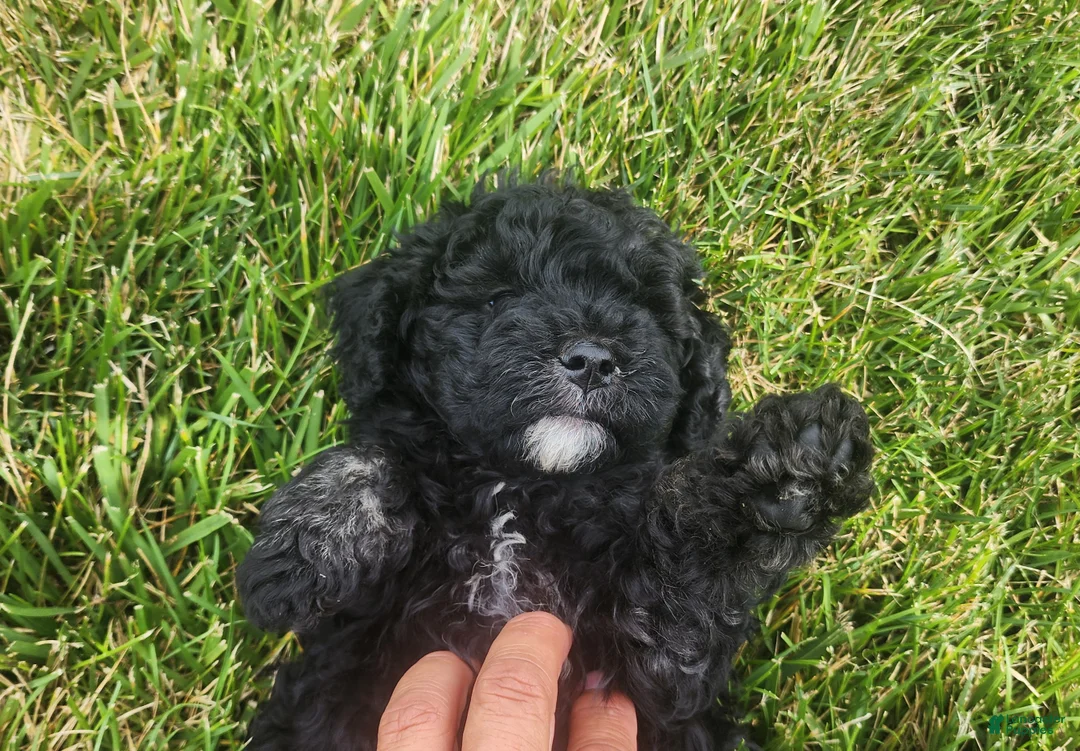 Mini Goldendoodle dogs for sale: Kelsey  - Ad 2