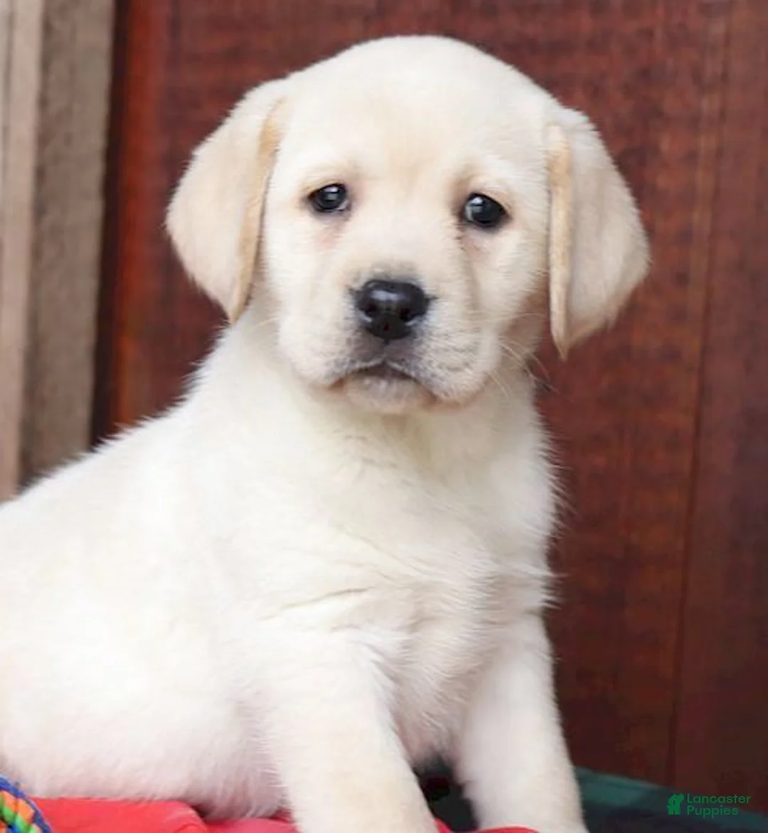 Labrador Retriever dogs for sale: Kinsley - Champ line - Ad 6