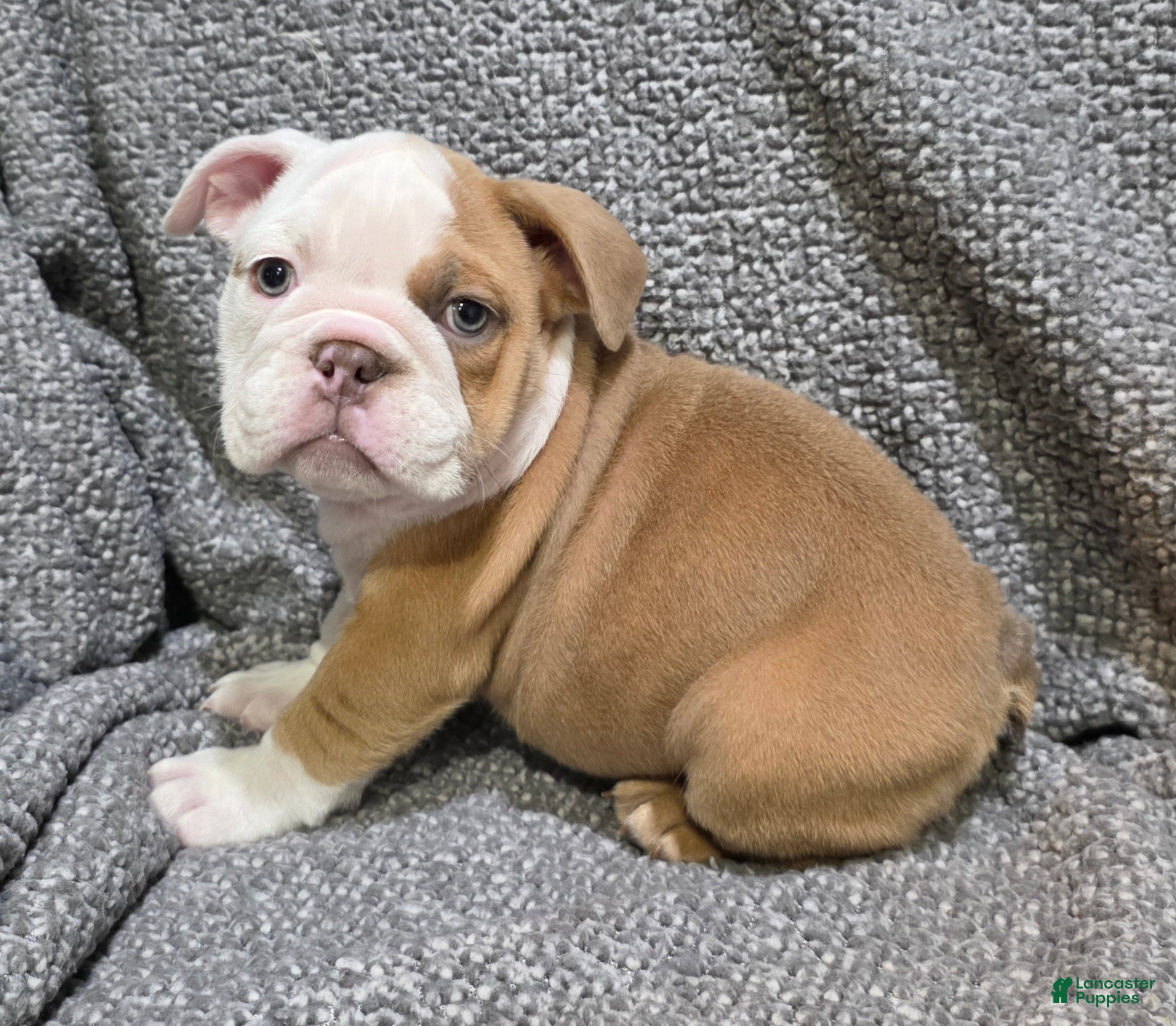 English Bulldog dogs Bobbi - Ad 1