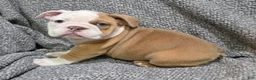 English Bulldog dogs for sale: Bobbi - Ad 1
