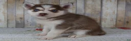 Pomsky dogs for sale: Cash - Ad 5