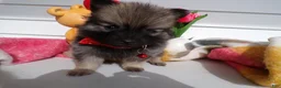 Pomeranian dogs for sale: Pomeranian Puppy 3 Chatty - Ad 6