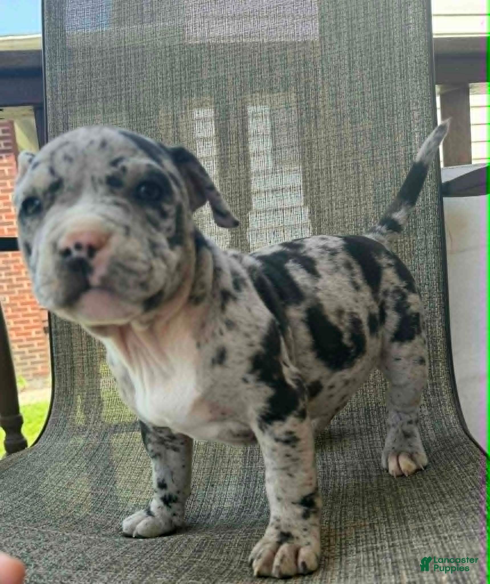 American Bully dogs for sale: Hera - Ad 2