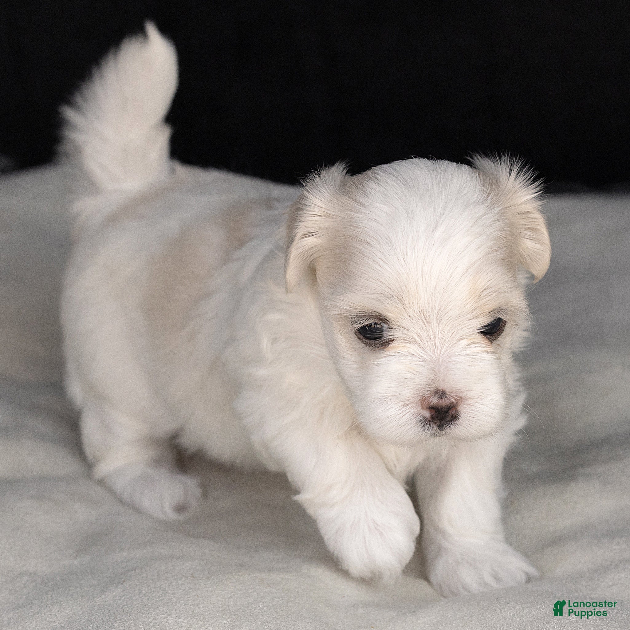 Maltese dogs Lacie Maltese  - Ad 1