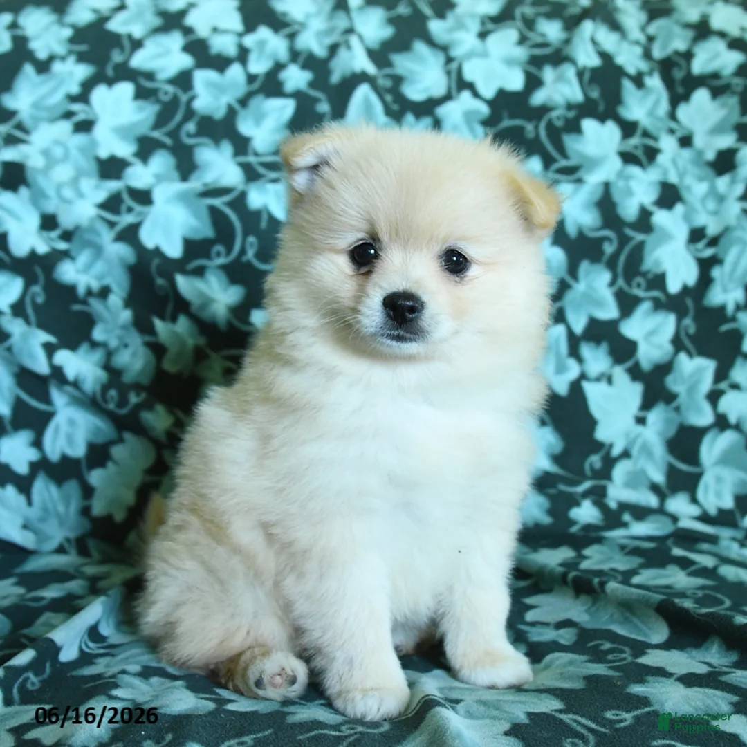 Pomeranian dogs for sale: Pepper - Ad 1